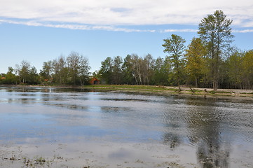 Image showing Swamp