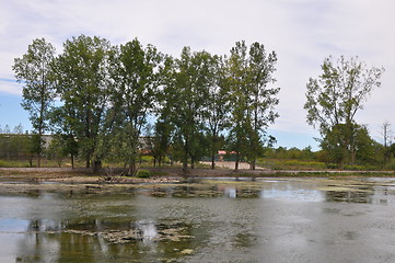 Image showing Swamp