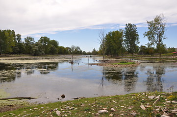 Image showing Swamp