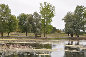 Image showing Swamp