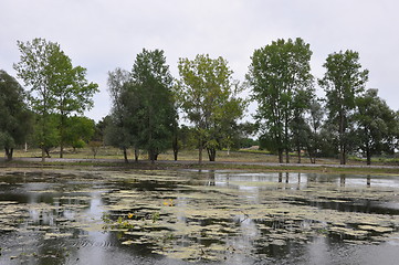 Image showing Swamp