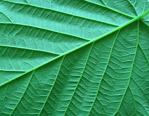 Image showing green leaf