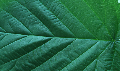 Image showing leaf in green