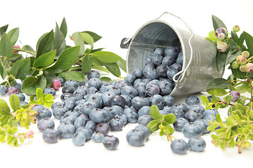 Image showing Blueberries