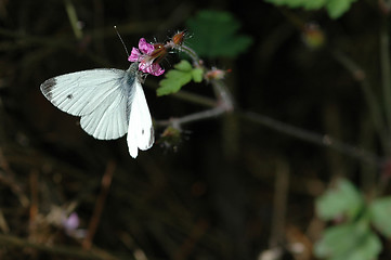 Image showing Butterfly