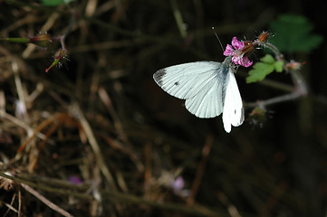 Image showing Butterfly