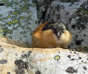 Image showing Norwegian Lemming