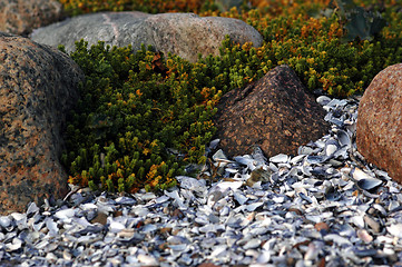 Image showing Coastline