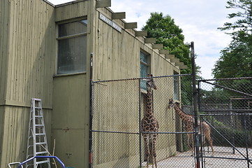 Image showing Giraffe