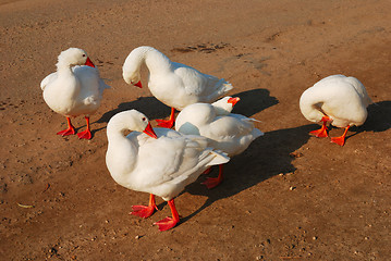 Image showing flock of domestic geese 