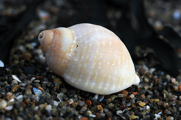 Image showing Snail house