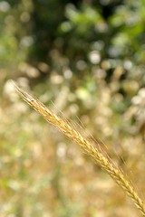 Image showing wheat