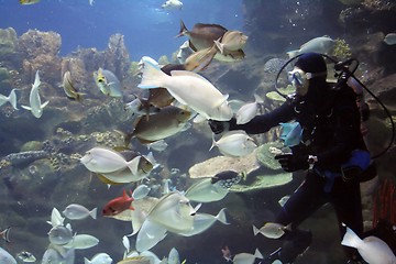 Image showing Diver