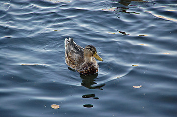 Image showing Duck.