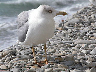 Image showing The seagull