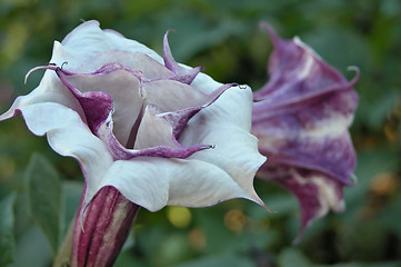 Image showing Flower and an ant