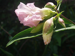 Image showing Flower