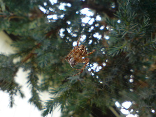 Image showing Spider feasting on todays catch