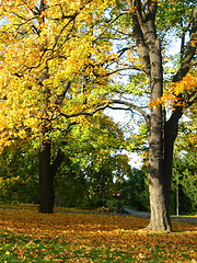 Image showing Autum