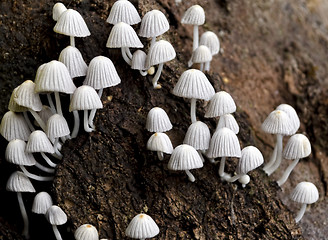 Image showing Tiny, White Mushrooms