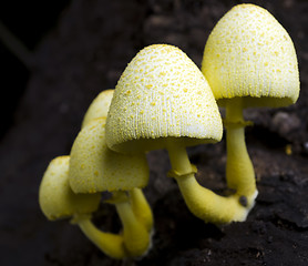 Image showing Yellow Mushrooms