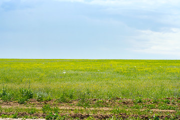 Image showing green meadow 