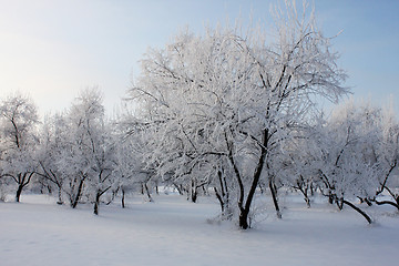 Image showing park at winter