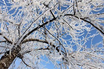 Image showing tree at winter