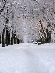 Image showing park at winter