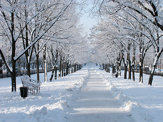 Image showing avenue at winter 