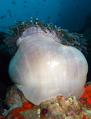 Image showing Anemone