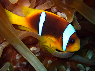 Image showing Red Sea Anemonefish