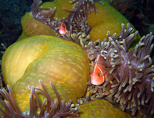 Image showing Pink Anemonefish