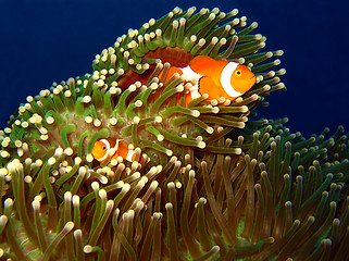 Image showing Western Clown-anemonefish