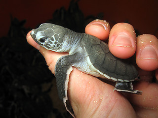 Image showing New Born Sea Turtle