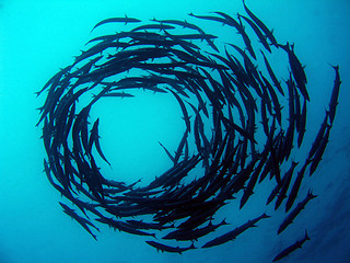 Image showing Barracuda Tornado