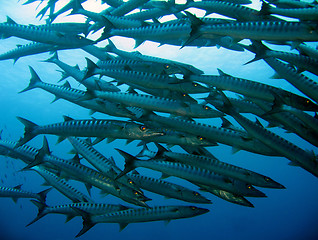 Image showing Sawtooth Barracudas