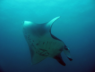 Image showing Manta Ray