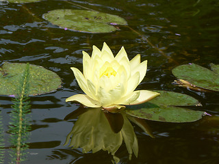 Image showing Yellow pond flower