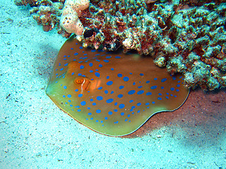 Image showing Blue-spotted Stingray