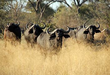 Image showing Buffalo Soldiers