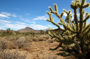 Image showing Cactus