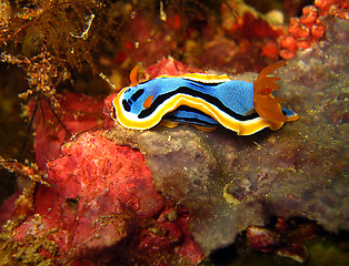 Image showing Chromodoris Annae