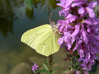 Image showing Yellow butterfly