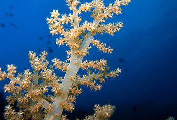 Image showing Soft Coral