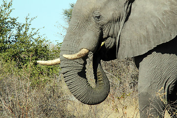Image showing Elephant Eating