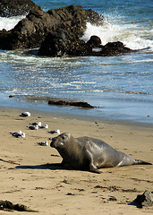 Image showing Elephant Seal