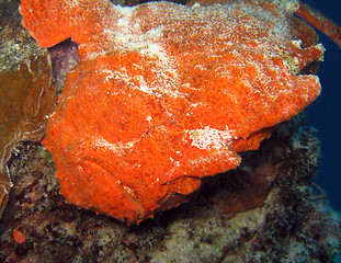 Image showing Giant Frogfish