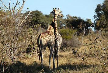 Image showing Giraffe Couple