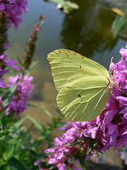 Image showing Yellow butterfly